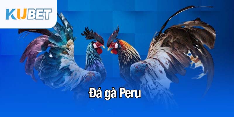 Đá gà Peru