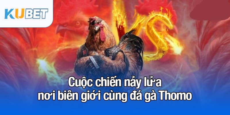 Đá gà Thomo - Đấu trường kê trực tiếp nổi bật nhất 2025 2 Cuộc chiến nảy lửa nơi biên giới cùng đá gà Thomo