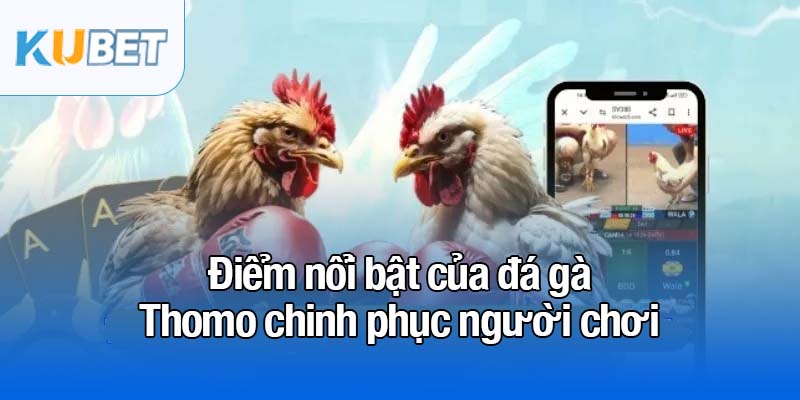 Đá gà Thomo - Đấu trường kê trực tiếp nổi bật nhất 2025 4 Điểm nổi bật của đá gà Thomo chinh phục người chơi