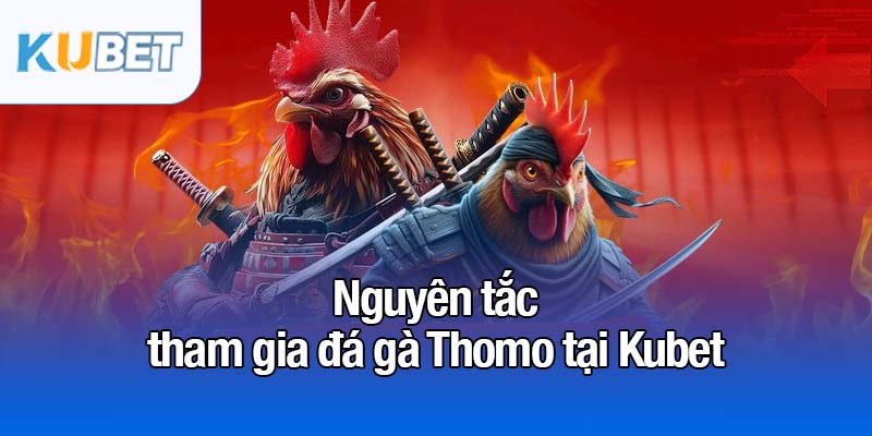 Đá gà Thomo - Đấu trường kê trực tiếp nổi bật nhất 2025 3 Nguyên tắc tham gia đá gà Thomo tại Kubet