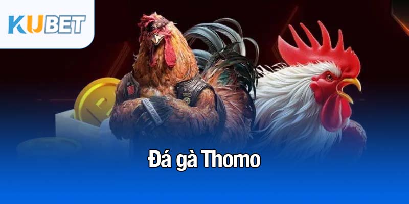đá gà Thomo